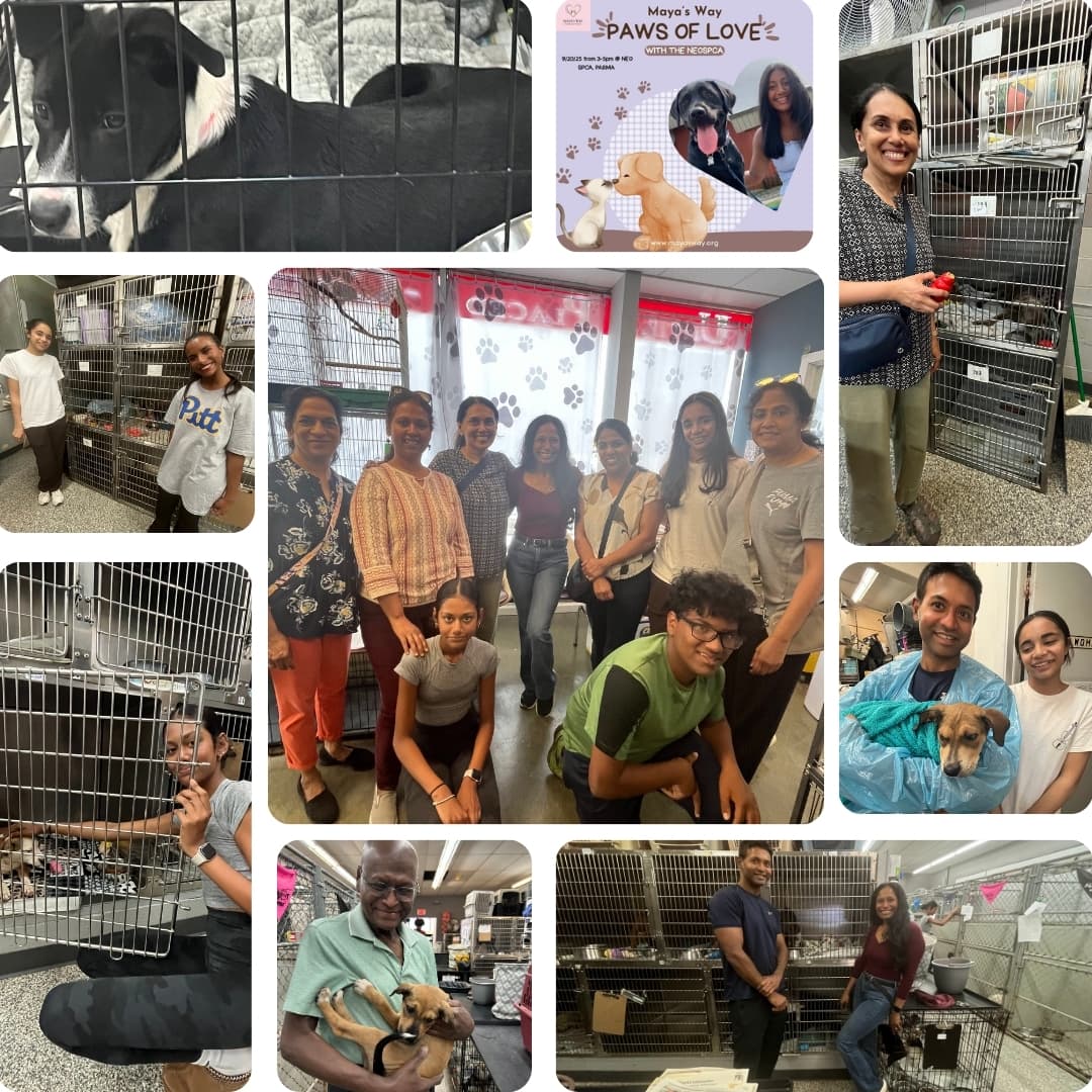 Volunteering at animal shelter