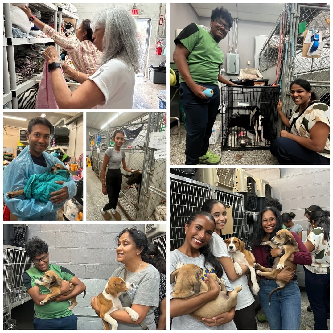 Community volunteers helping animals