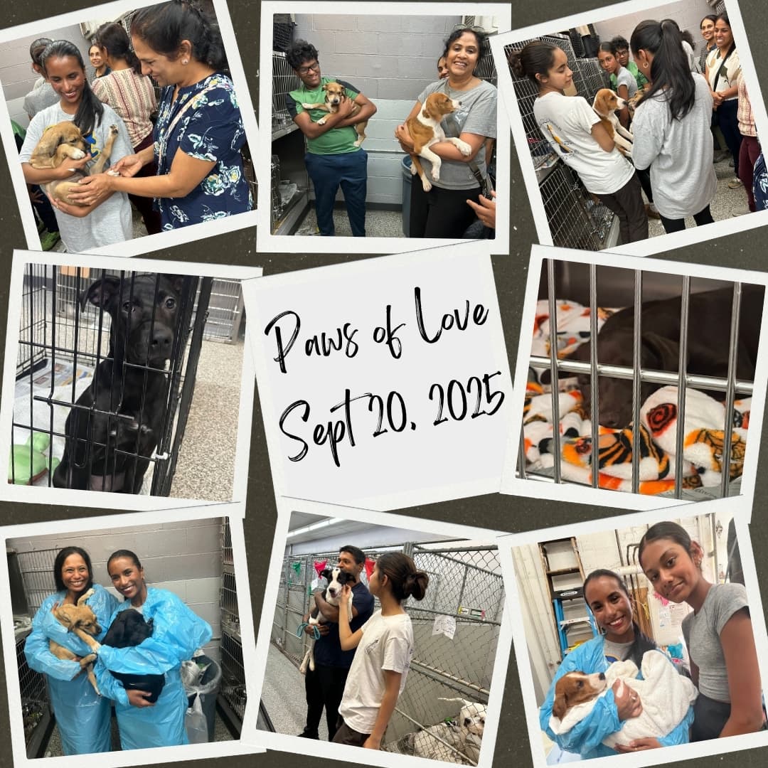 Making a difference for animals